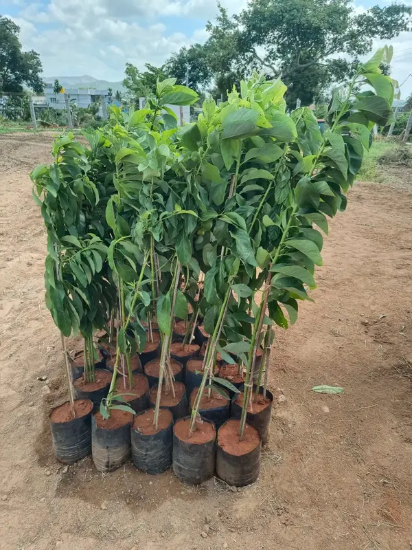 Saplings in bags, waiting to be planted