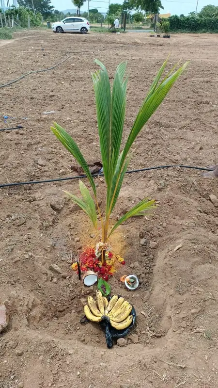 A coconut sapling planted with a puja offering