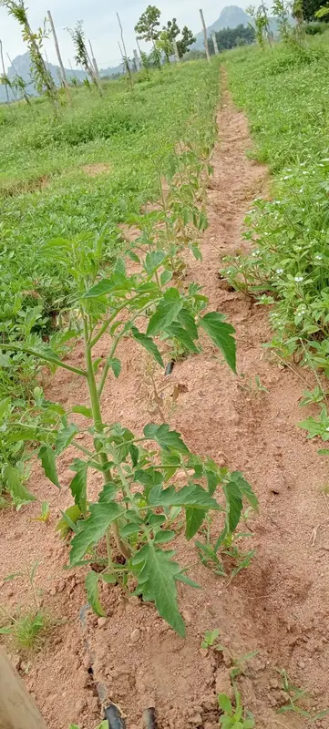 Tomato plants along a row