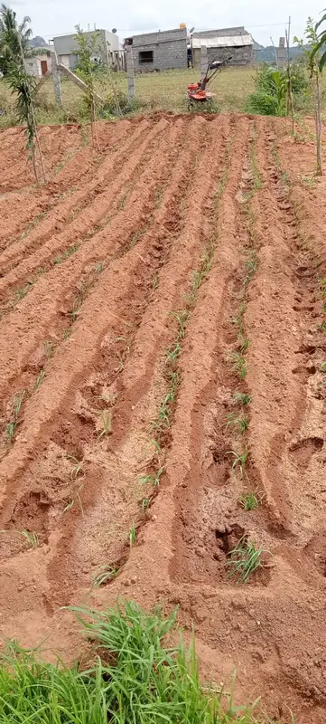 Furrows ready for ragi