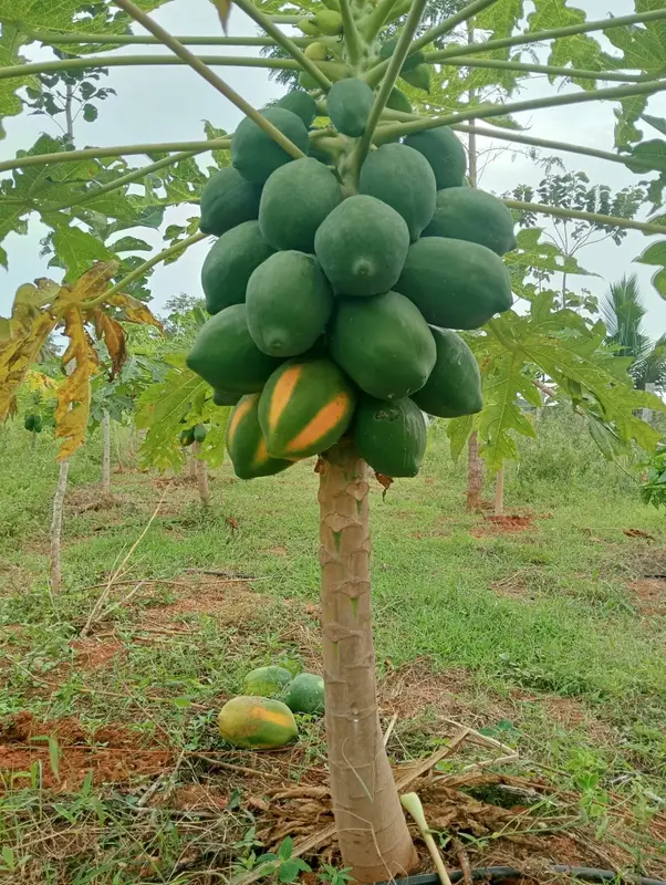 A papaya tree heavy with fruit