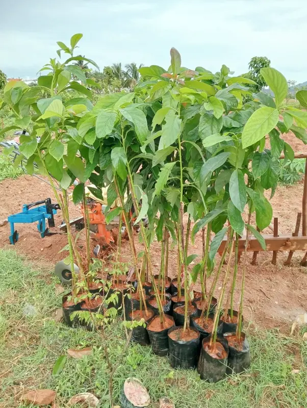 Butter fruit saplings from a Kanakapura nursery