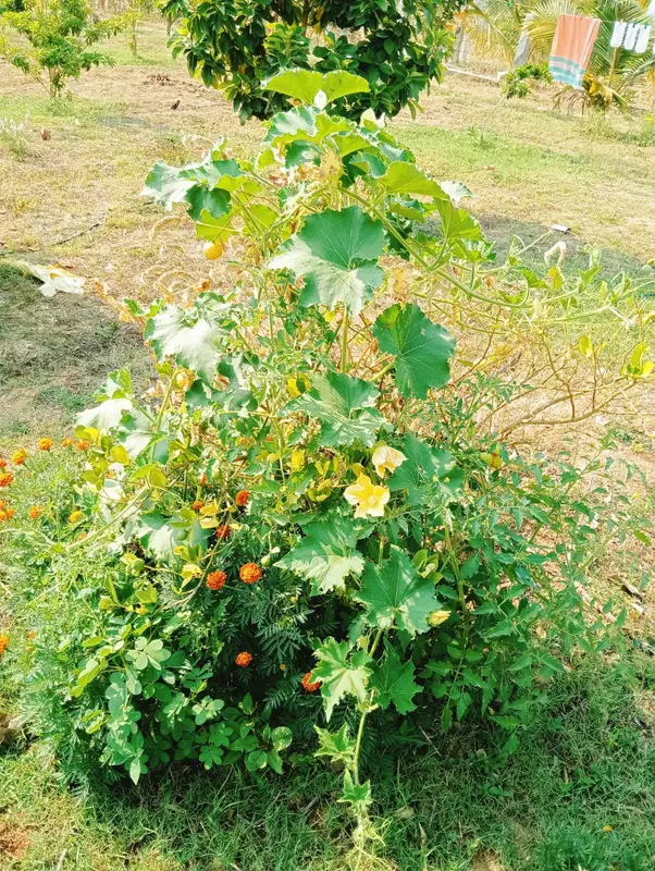 Ash gourd in flower