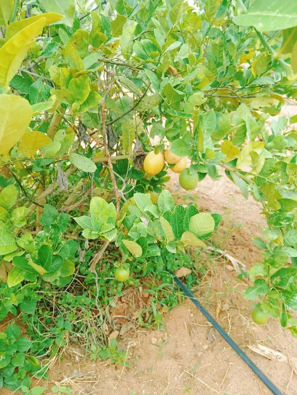 Lemons ripening on the tree
